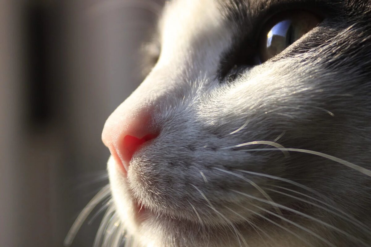 Сухой нос у кота: нормально это или нет? | Тайная жизнь домашних питомцев |  Дзен
