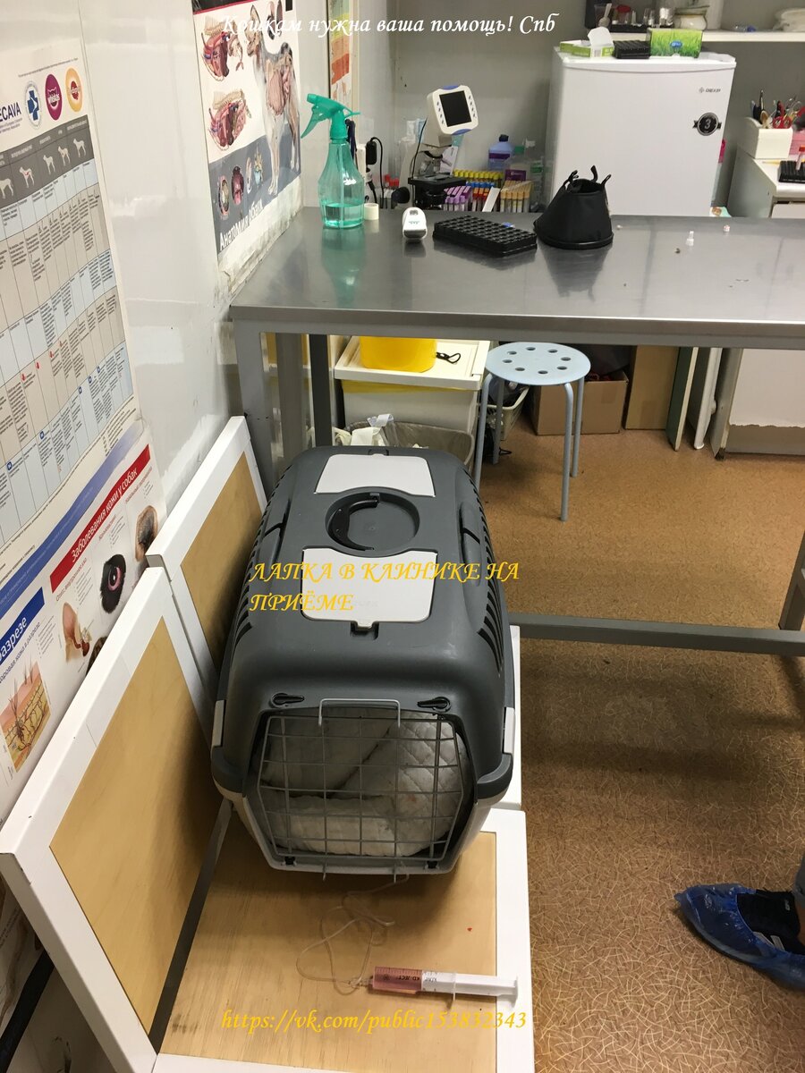 Все неприятности начались с Лапки