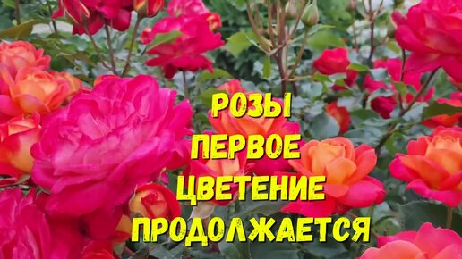 #Розы, первое цветение продолжается в августе!