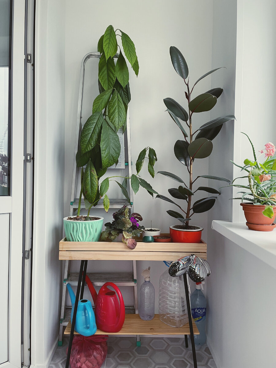 Авокадо в обществе соратников