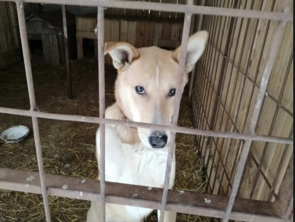Вроде, контактный, но очень запуганный. Есть видео ( ссылка будет в конце статьи), как Наталья Сергеевна его первый раз вывела из вольера 