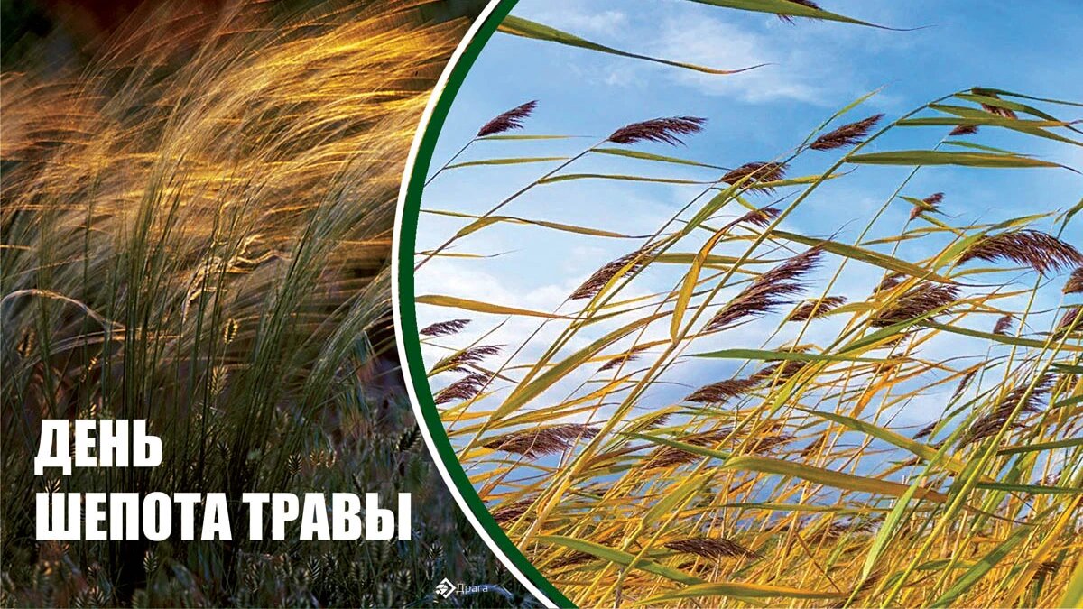 31 августа. День травы. 31 августа. День шепота. С днем шепота травы картинки 31 августа.