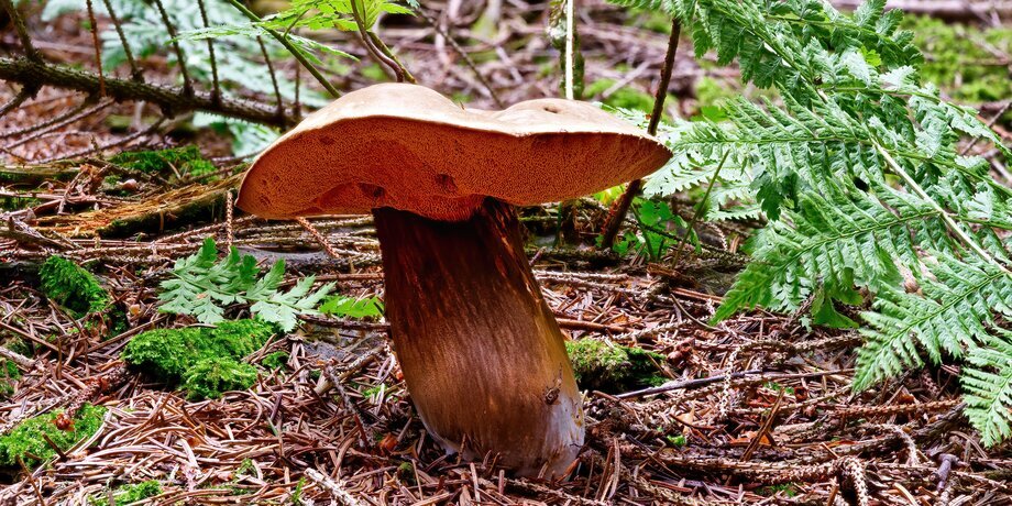 Фото: 123RF/neryx