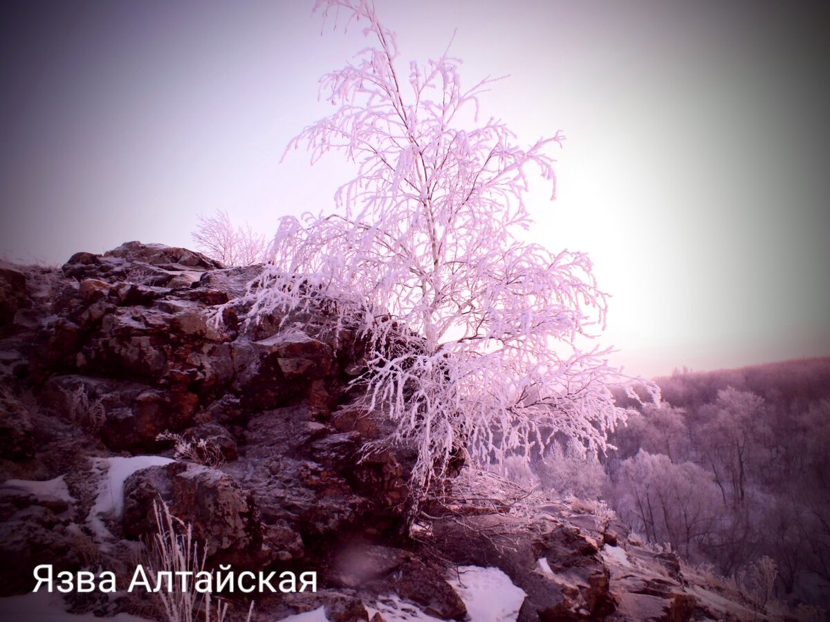 Что заслужила | Язва Алтайская. | Дзен