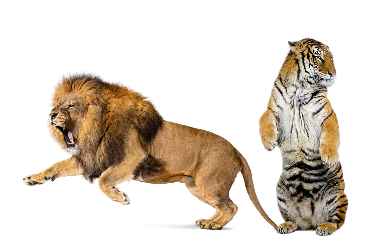 Почему Лев считается царем зверей. Домашние животные королей. Почему тигр царь зверей. 9б3х64 тигр. Можно считать что львы