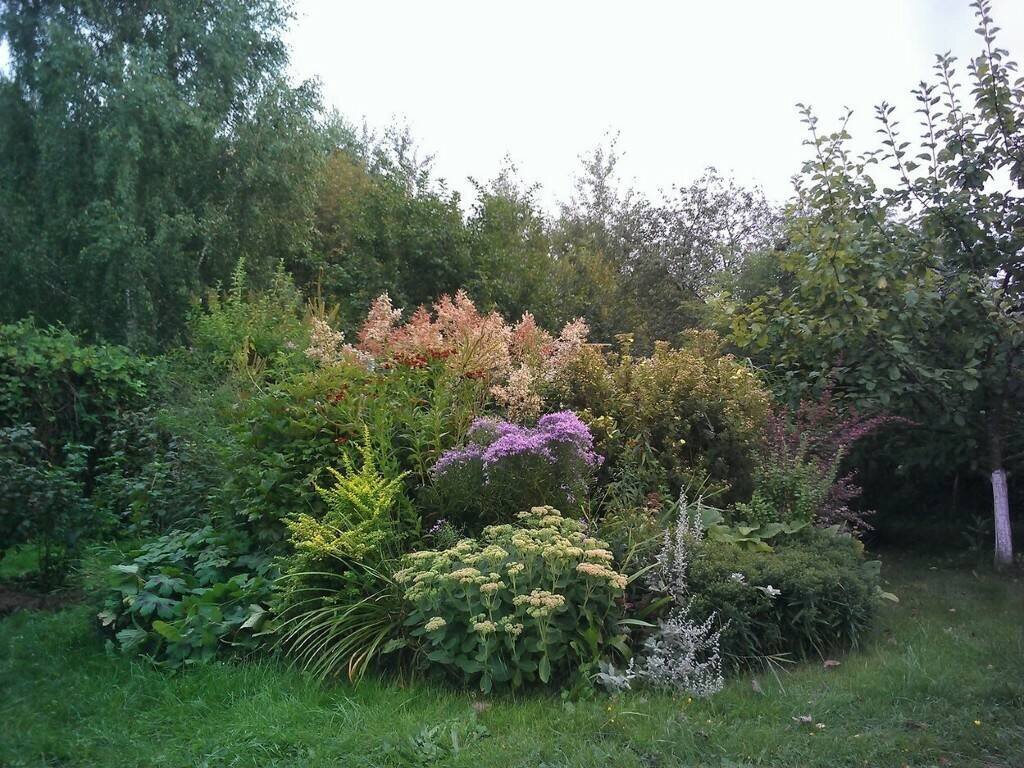 Здесь астра многолетняя не поддалась напору полыни и заломала её, получилось не слишком красиво