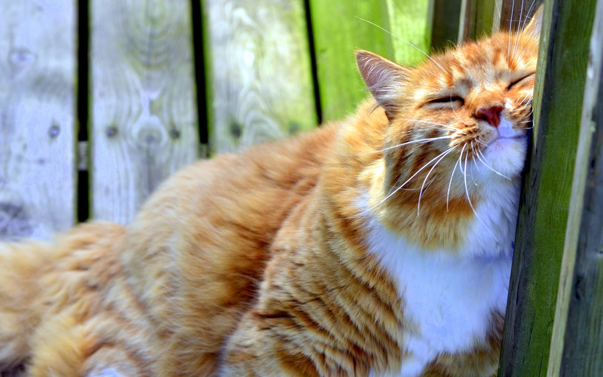 Создание уютной спальни для кошки