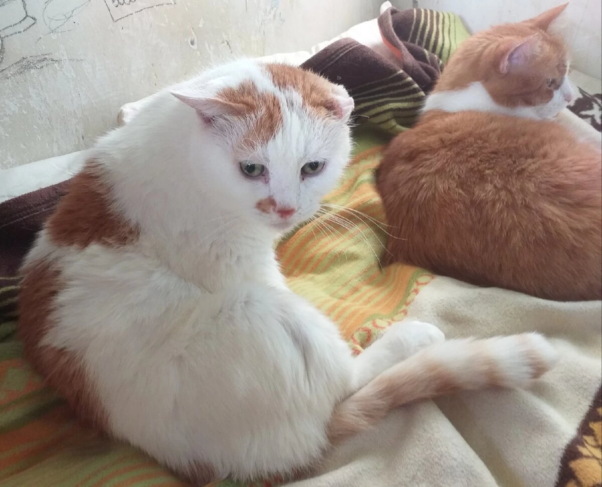 © ВСЕ ОТТЕНКИ КОШАЧЬЕГО 