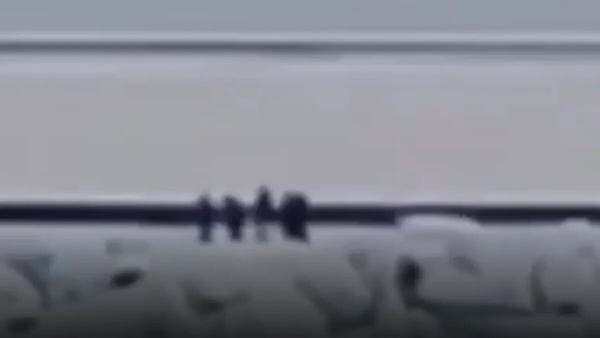 Фото: стоп-кадр из видео / MASH