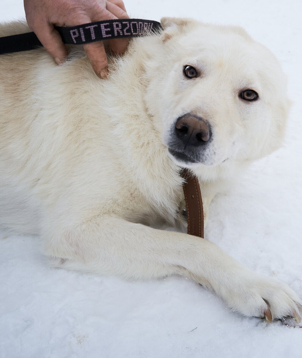 денди стрельба по собаке. приют животных верность в смоленске. верность помощь животным дзен. приют в астрахани экоприют. не забывайте кормить бездомных животных.