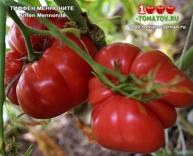 Томат Тиффен Менноните Tiffen Mennonite фото 2