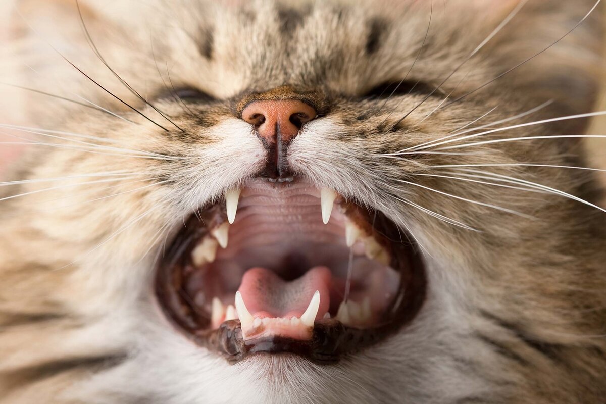 Как определить, что у вашей кошки болят зубы | Будь лучше каждый день! 💡 |  Дзен
