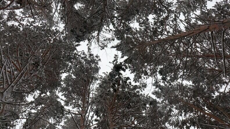     В некоторых случаях люди сами подкармливают лесных обитателей, тем самым меняя их пищевые привычки. Об этом рассказали специалисты КарНЦ РАН.