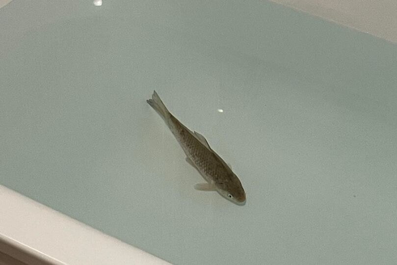     Женщина купила рыбу для ужина, но подружилась с ней