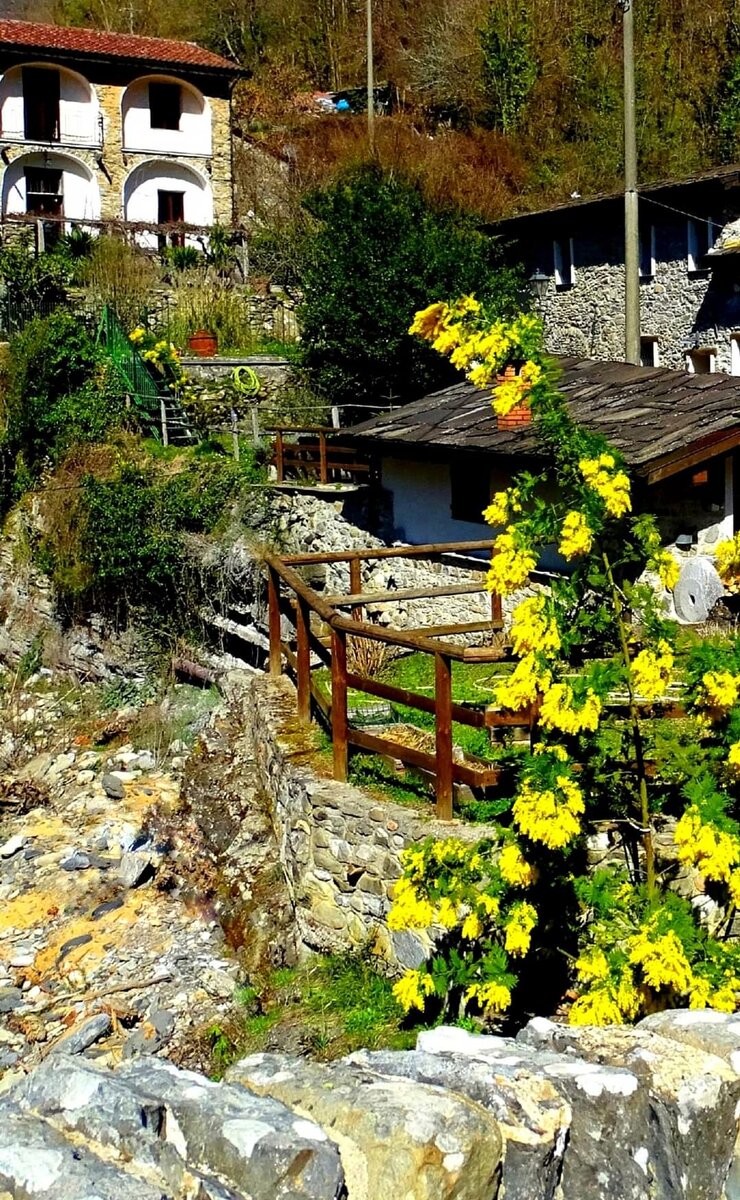 Мимоза цветет