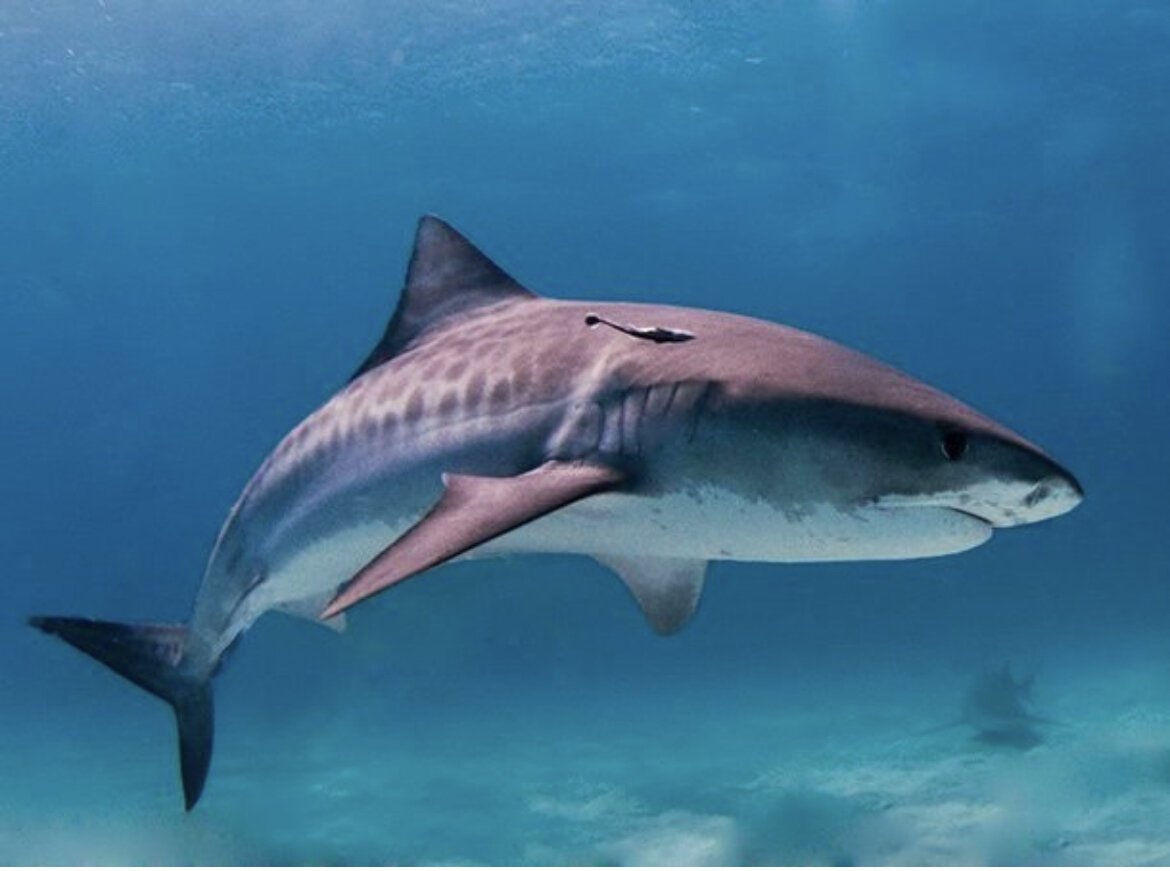 В животе беременной акулы может развивать до 12 эмбрионов одновременно, но в итоге только 1 или 2 акуленка появятся на свет. Почему? Все дело в том, что самые крупные и сильные зародыши поедают самых слабых. Это настоящая борьба за выживание, и разгорается она не посреди суровых вод океанов, а уже внутри уютной утробы матери