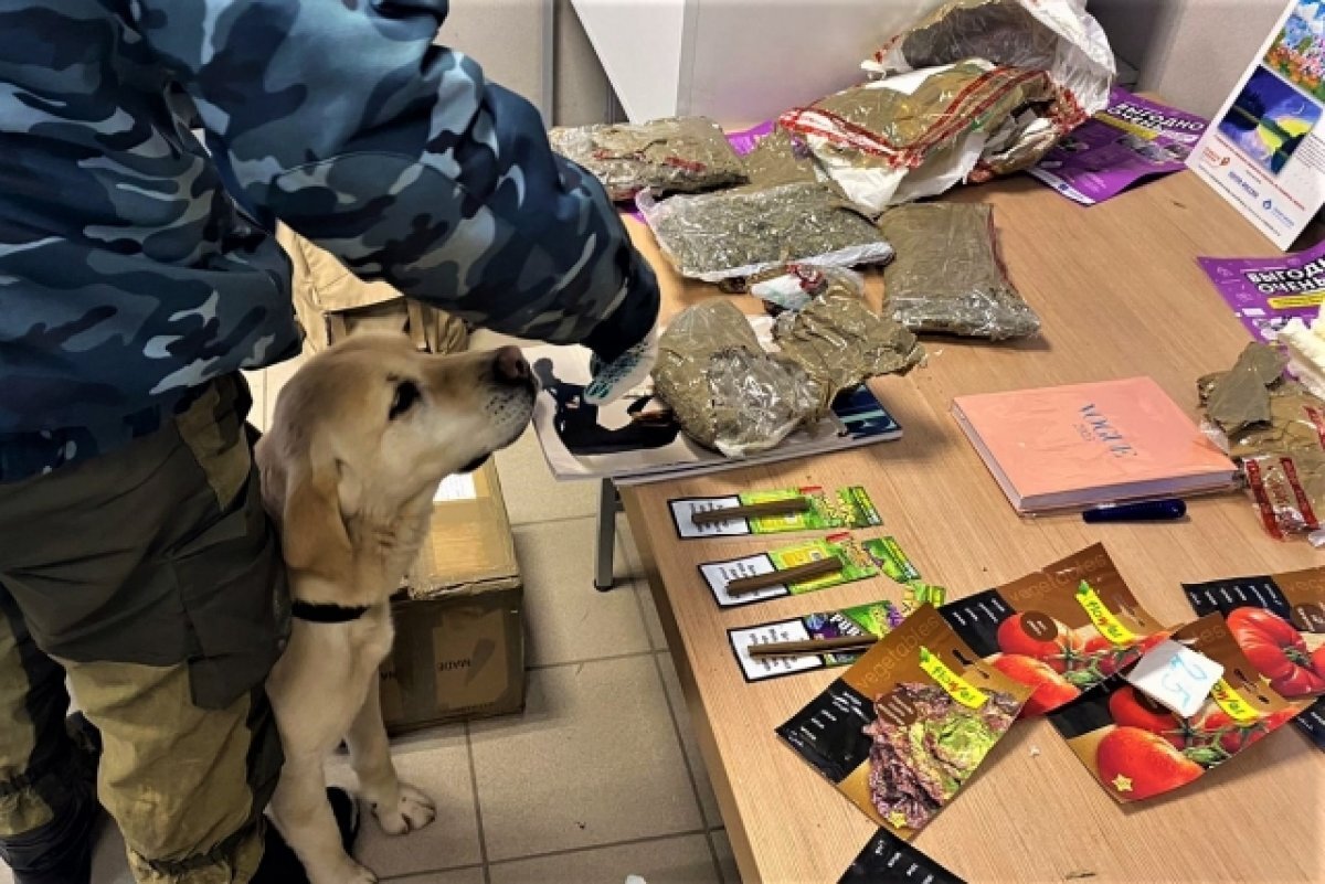    На почте Волгограда задержали получателя марихуаны из Испании