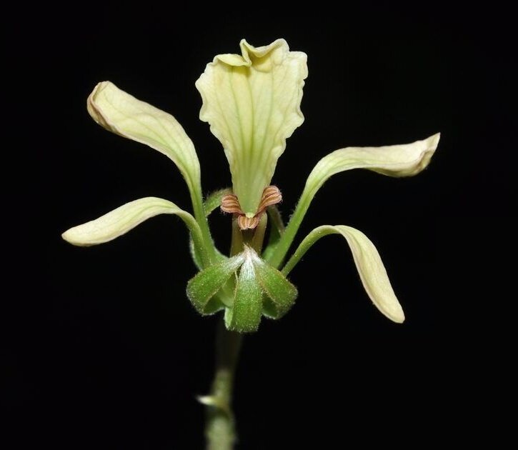 Phanera mekongensis (семейство Бобовые, Fabaceae) 