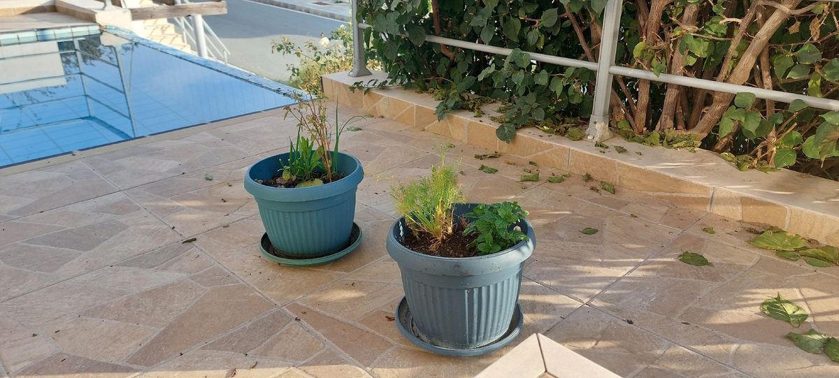 В моём случае, мобильной огород - это всё-таки чуть больше, чем два горшка