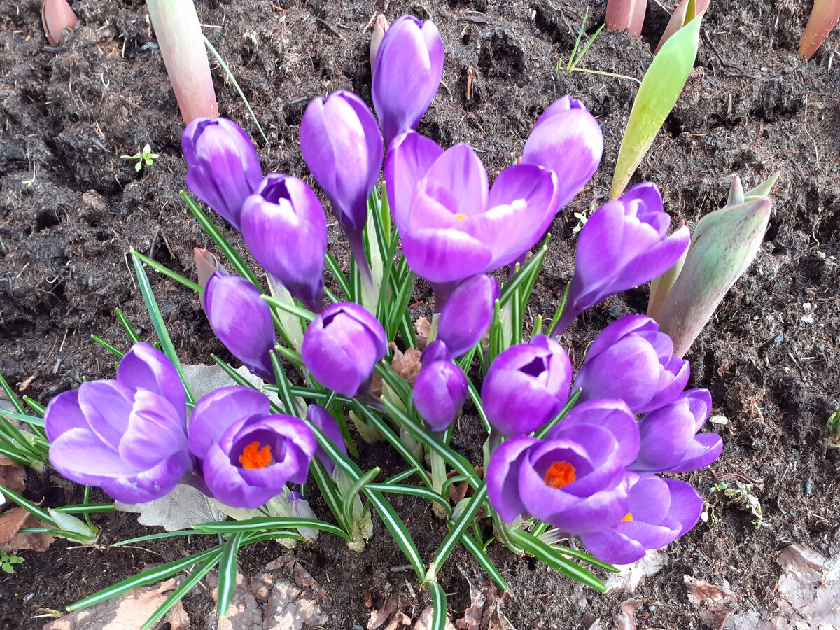 Крокусы. Фото автора