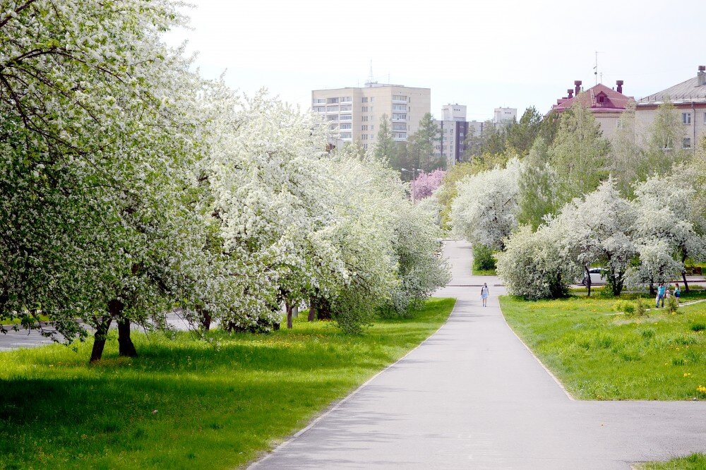 яблоневая аллея зеленоград. яблоневый сад санкт-петербург. яблоневый сад беляево. яблоня роялти цветение. коломенское яблоневый сад.