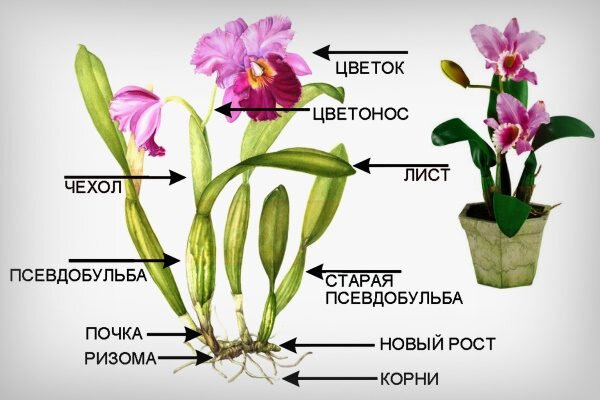 Всё о детках орхидей