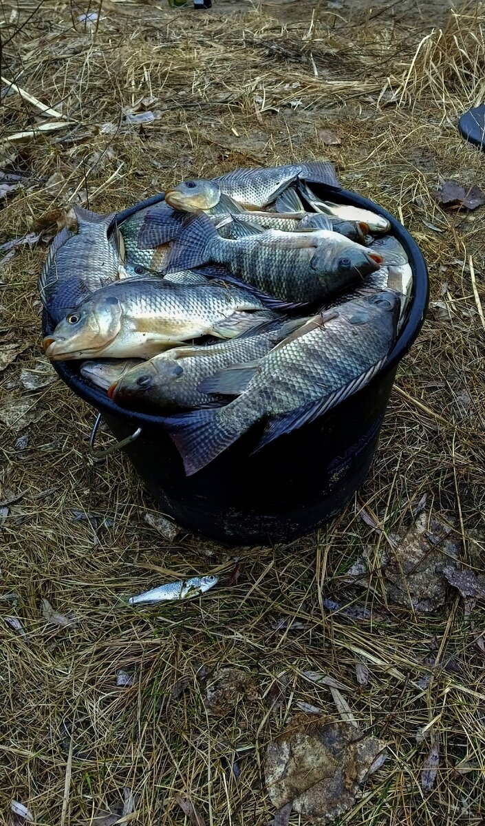 Тилапия | Рыбалка Черноземье | Дзен