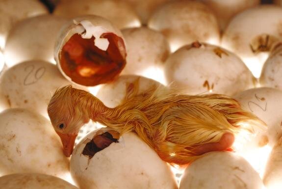    © Sergey Voronin, Global look press