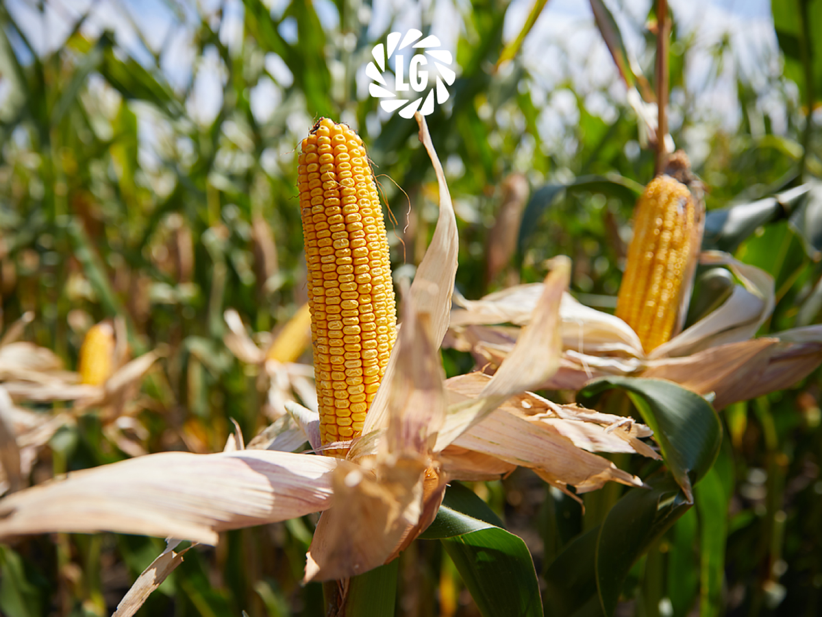 Максимальная урожайность кукурузы