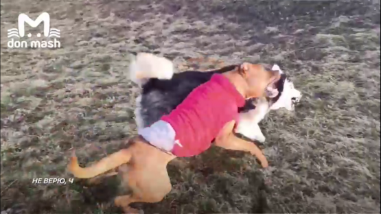 Источник фото: Don Mash