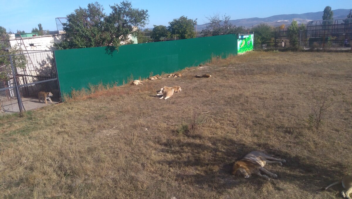 Львы отдыхают