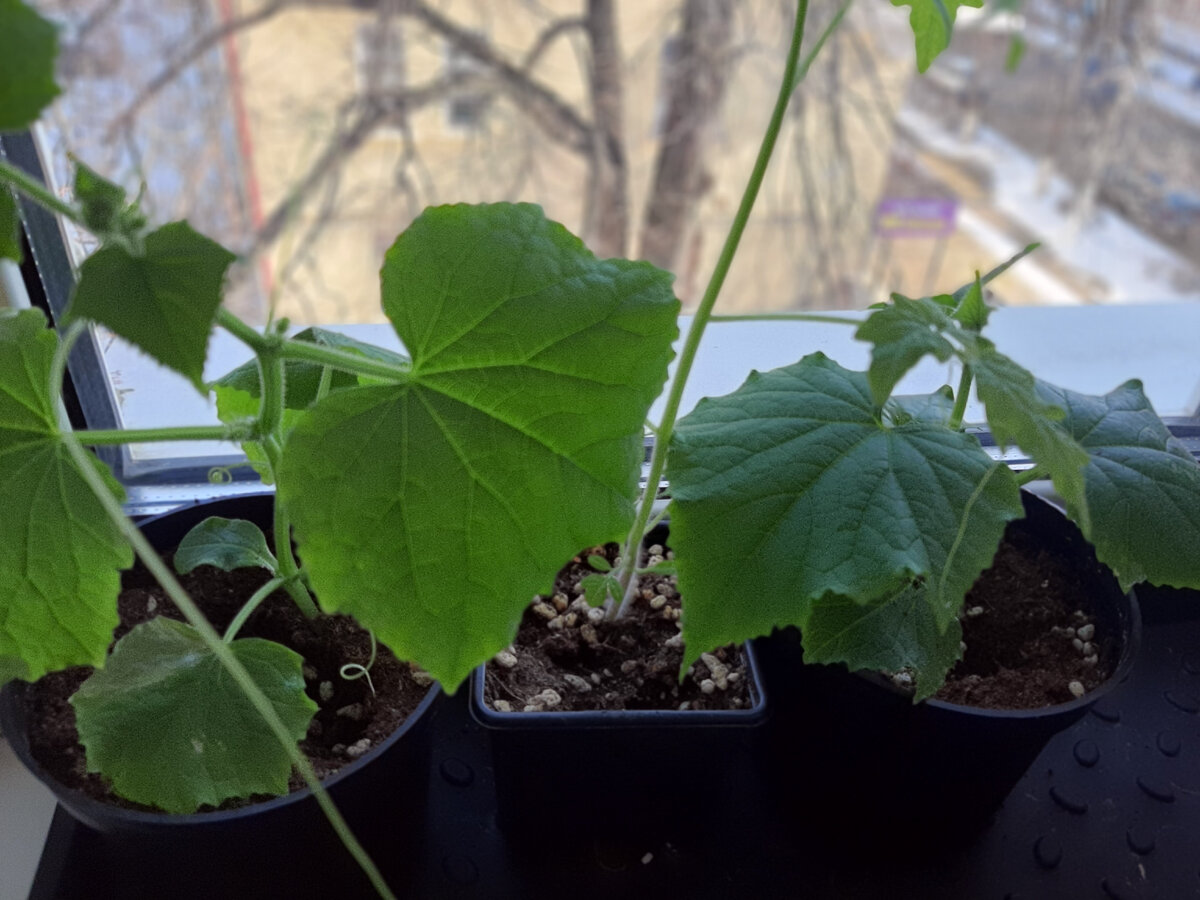 Ох уж этот огород🤦😁