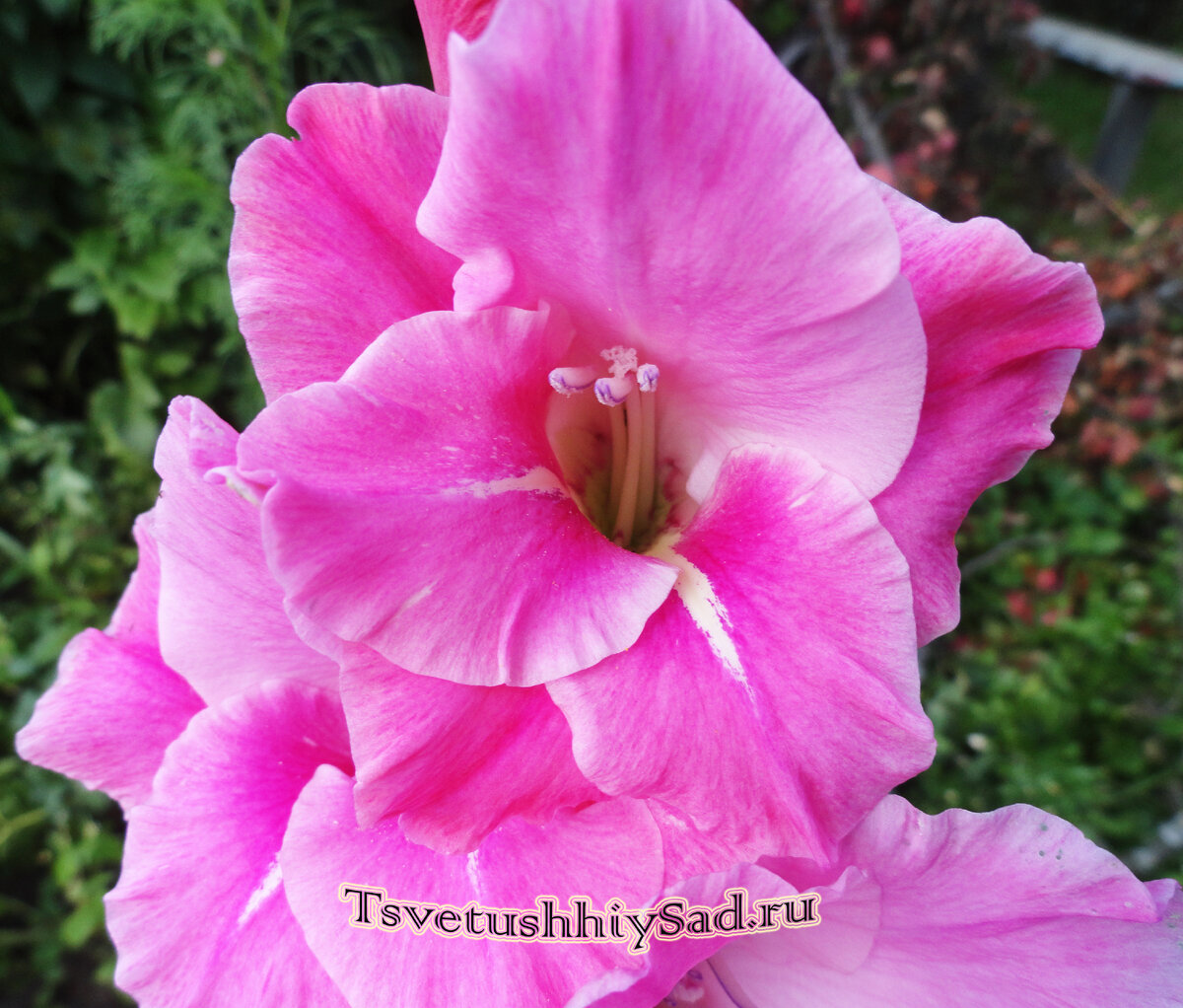 Гладиолус Мэджик Раффо