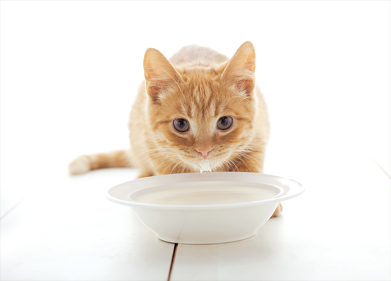 Как правильно кормить котят? | Carton Cat о котиках | Дзен