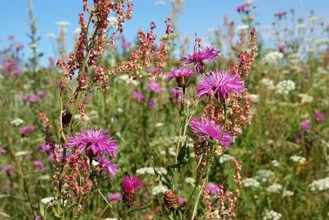 Фото взято из стороннего источника.