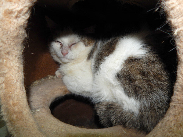 Фома в приюте