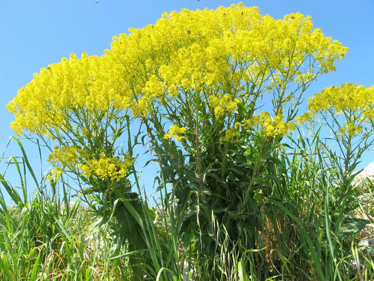 Pastel des teinturiers - Isatis Tinctoria Plants, Organic plants, Free plants