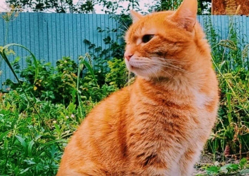    Рыжий красавец. Фото: Tinder