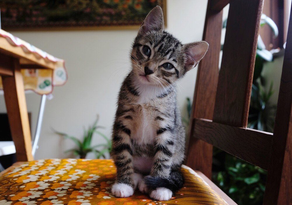 ДОМАШНИЕ КОШКИ.