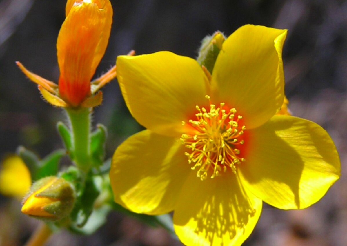 Ментцелия Линдлея