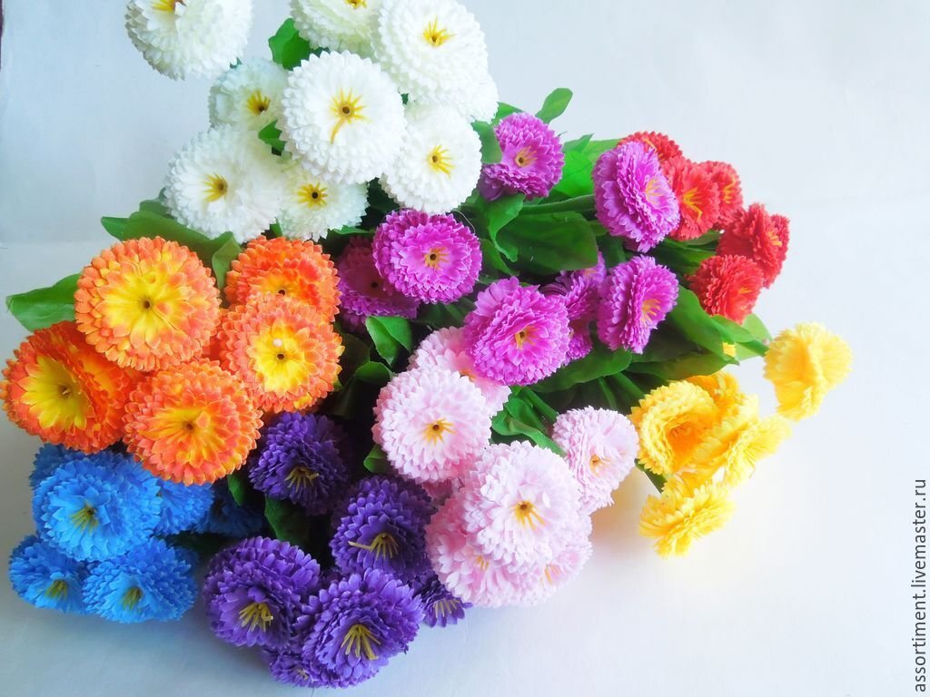 Уход, за Маргаритками! на открытом воздухе.