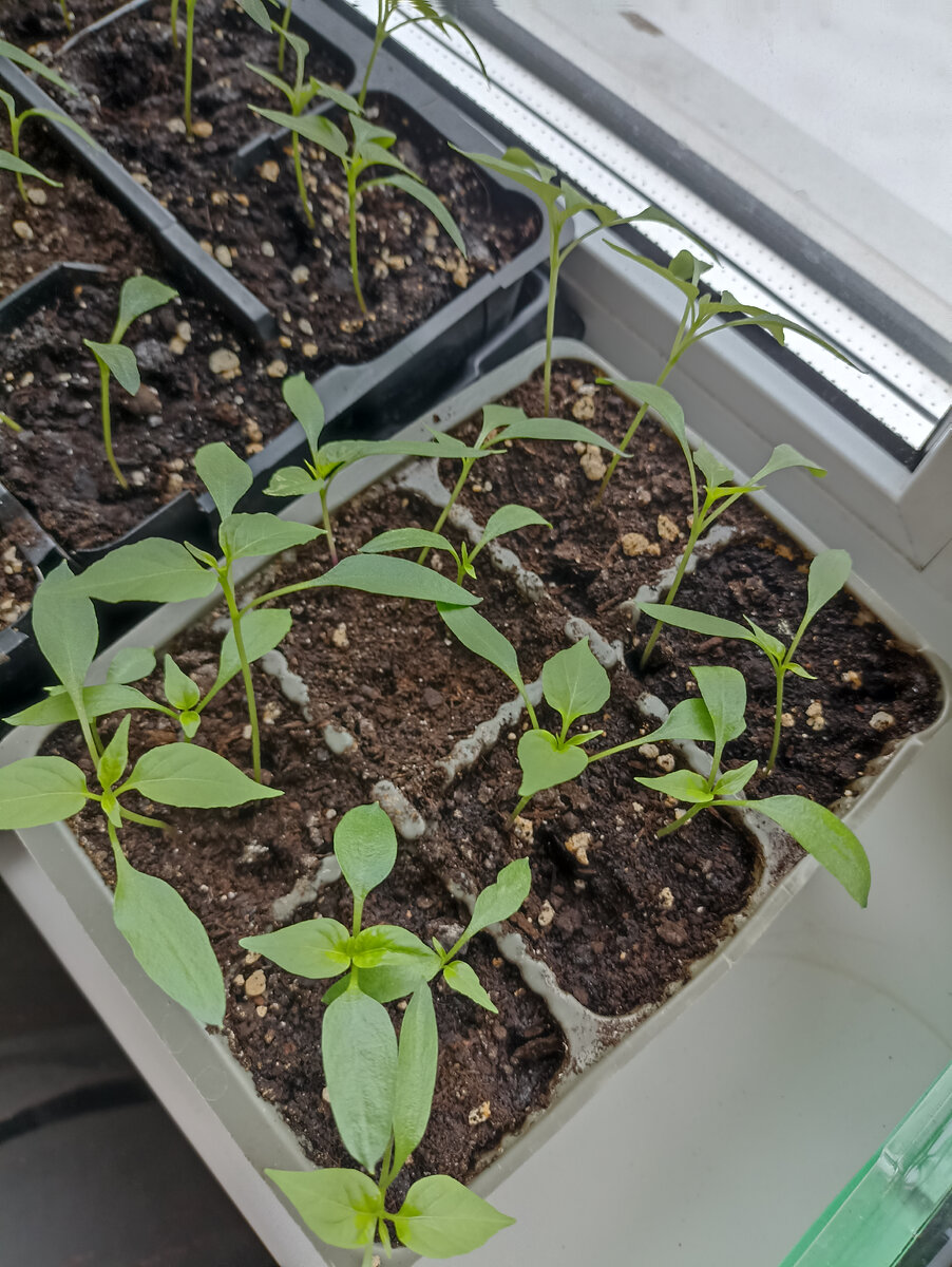 Острые перчики