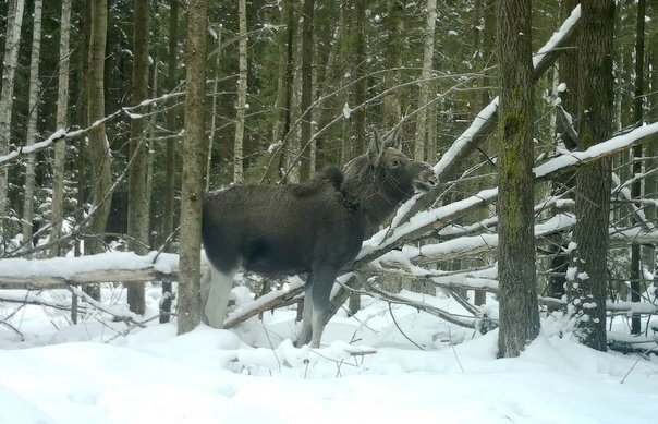 Лось в лесу. Фото: «Каждой твари по паре / Павел Глазков»