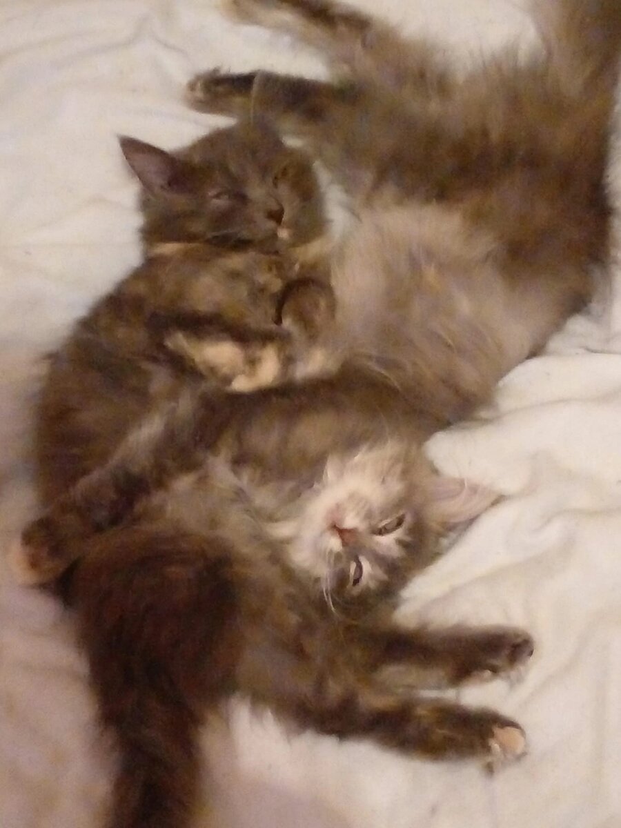 Это милые малыши. Альфия - куратор из Нефтекамска- одна из немногих берётся выхаживать лишайных котиков и котят. 