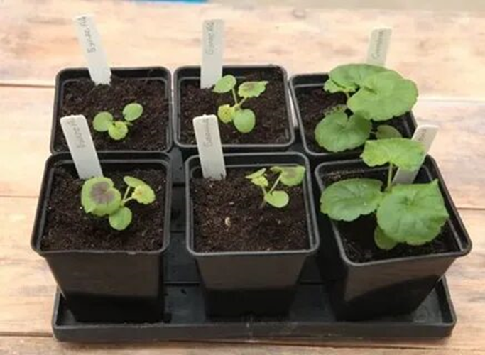 Взято из общего доступа