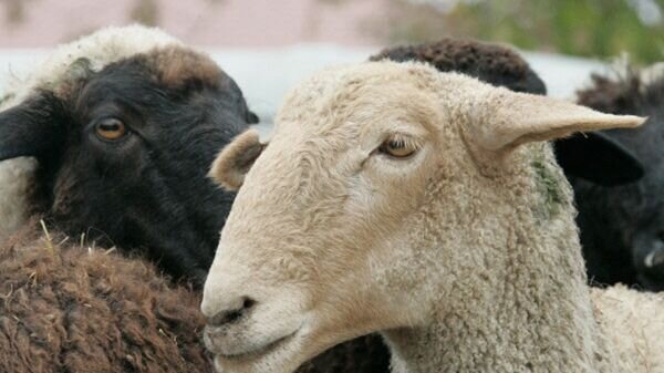    © Sputnik / Саид Царнаев