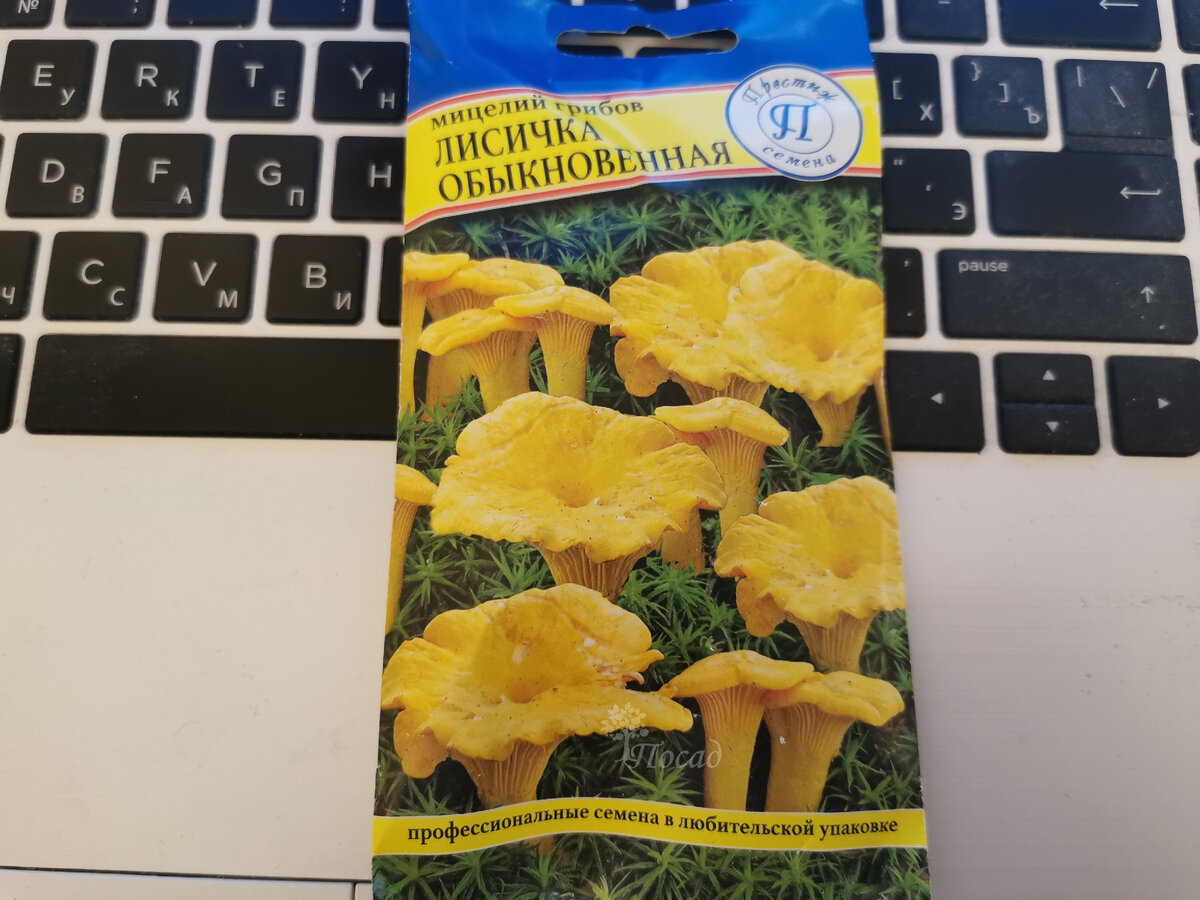 Купила мицелий лисички, хоть и не верю, что лесные грибы можно приручить.