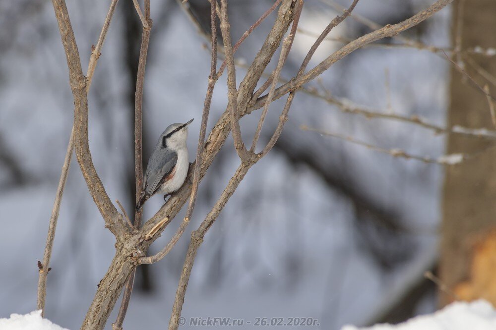 1. Поползень © NickFW.ru - 26.02.2020г.