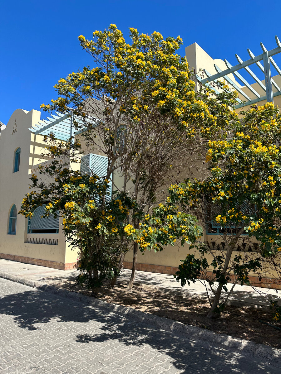 Цветущие кусты на въезде в о Эль Гуну