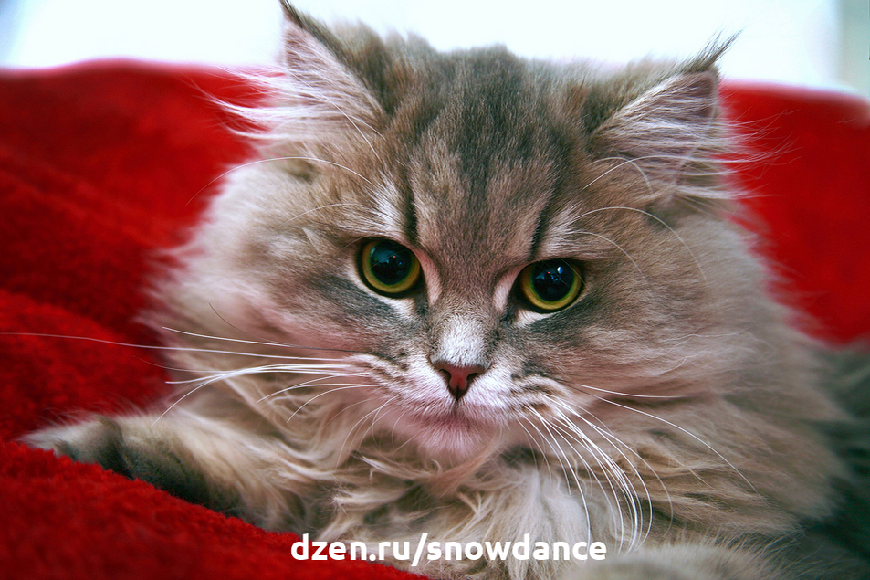 5 правдивых фактов о кошках: узнайте больше о своих любимых пушистых домашних питомцах